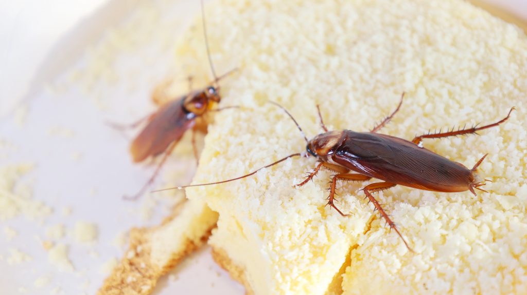 C Mo Acabar Con Una Plaga De Cucarachas En Tu Casa O Negocio