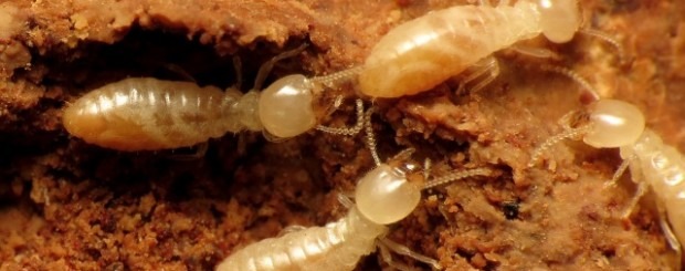 Nueva normativa europea contra las termitas
