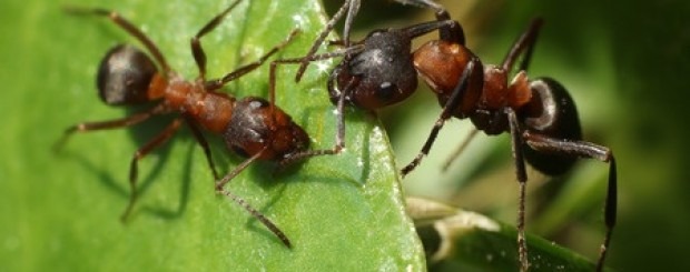 Comportamientos sorprendentes de las hormigas