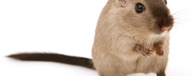 4 pistas que dejan los ratones a su paso