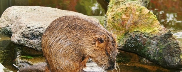 Especies invasoras de roedores en España