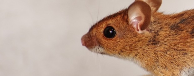 ¿Cómo evitar que las ratas se cuelen en los edificios?