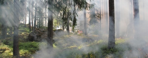 Cómo evitar los incendios forestales en verano