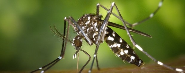El mosquito tigre se ha instalado en Madrid