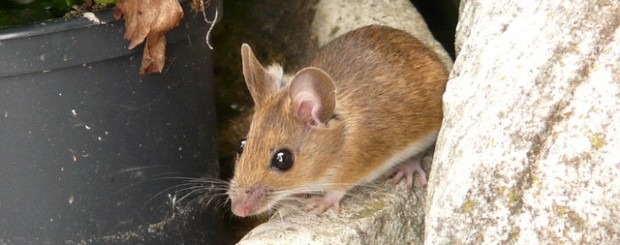Rata común: un animal muy agresivo