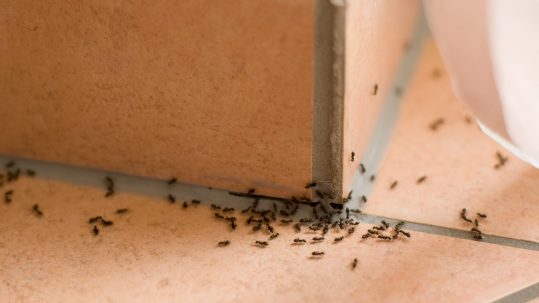 cómo acabar con las plagas de hormigas