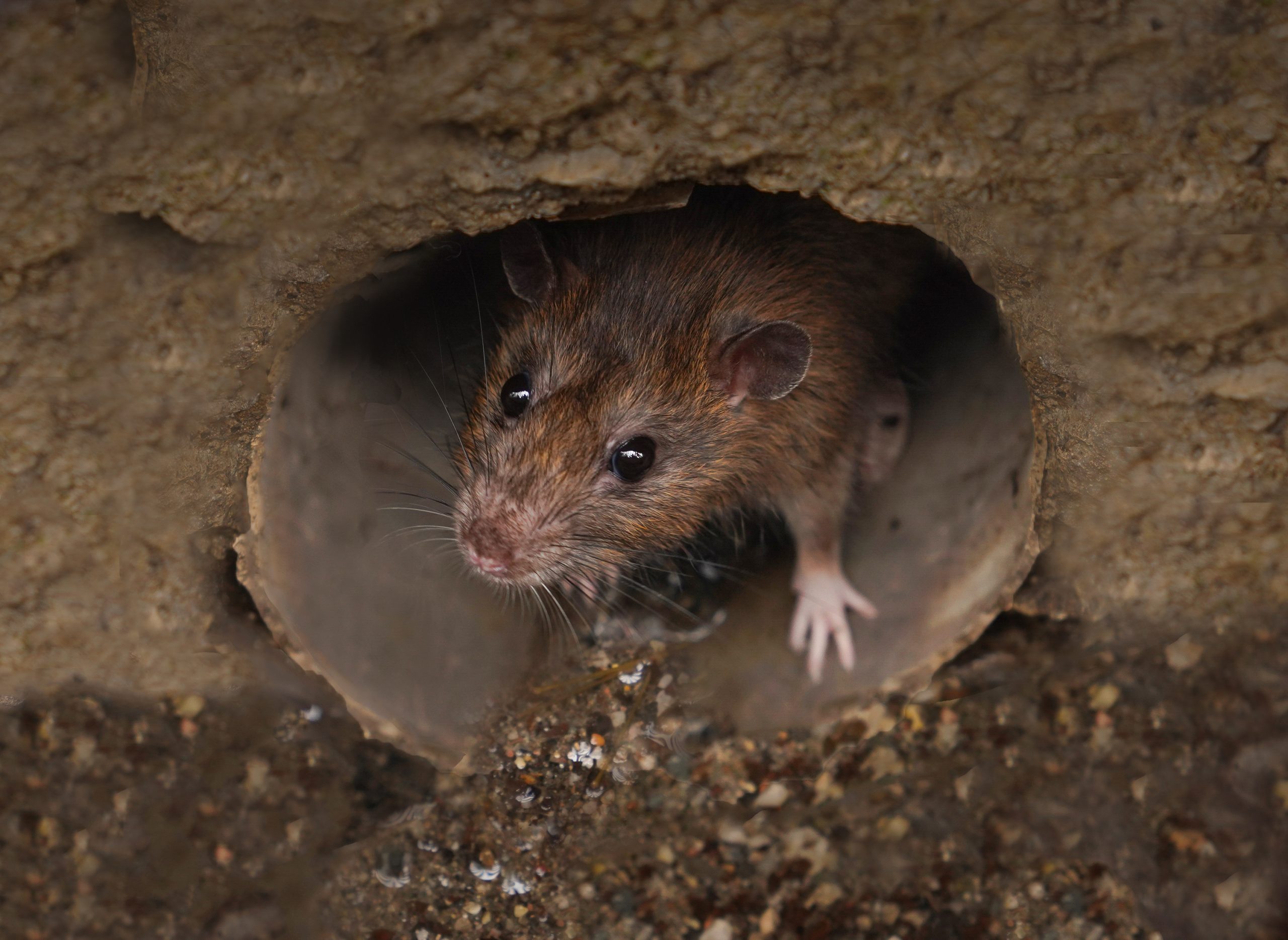 Desratización: cómo eliminar ratas